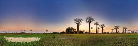 Beautiful 360 degree panorama after sunset at the avenue of the baobabs in Madagascarの写真素材