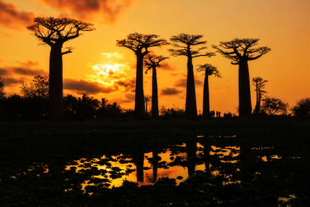 Beautiful Baobab trees at sunset at the avenue of the baobabs in Madagascarの写真素材
