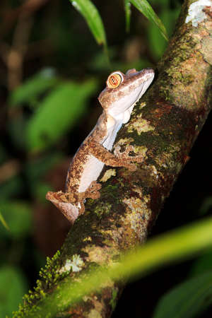 Giant Leaftailed Gecko Uroplatus fimbriatus on the island Nosy Mangabe in Masoala National Park Madagascarの写真素材
