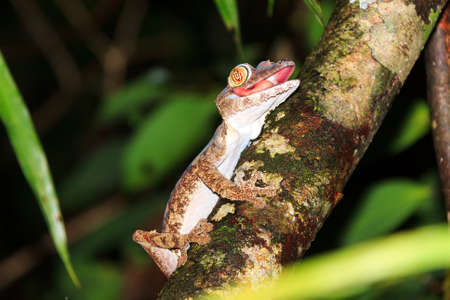 Giant Leaftailed Gecko Uroplatus fimbriatus on the island Nosy Mangabe in Masoala National Park Madagascarの写真素材