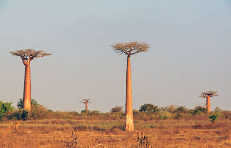 Beautiful Baobab trees at the avenue of the baobabs in Madagascarの写真素材