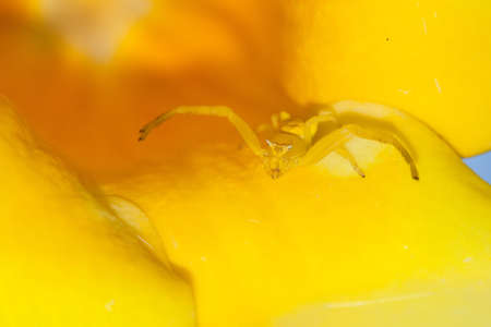Yellow crab spider genus Thomisus with a triangular face in a yellow flower in Madagascarの写真素材
