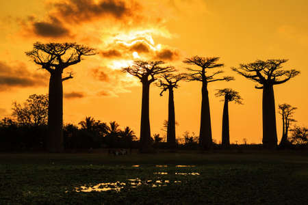 Beautiful Baobab trees at sunset at the avenue of the baobabs in Madagascarの写真素材