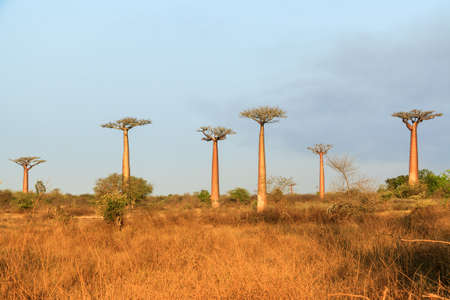 Beautiful Baobab trees in the wide landscape of Madagascarの写真素材