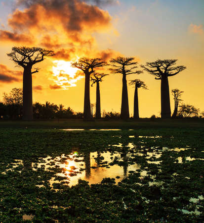Beautiful Baobab trees at sunset at the avenue of the baobabs in Madagascarの写真素材