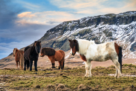 Herd of Icelandic horses in the winter landscape of Icelandの写真素材