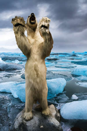 Polar bear Ursus maritimus on his back legs growling at the camera in a icy landscapeの写真素材