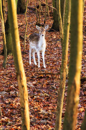 Beautiful young deer in the forest in national park the AWD in the Netherlandsの写真素材