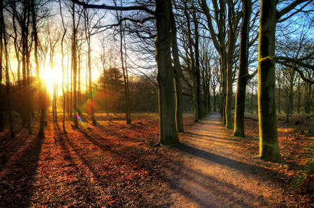 Beautiful trees in the afternoon sun in national park the AWD in the Netherlands in winter. HDRの写真素材