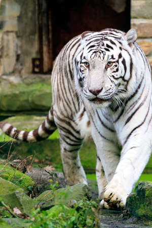 Beautiful white Bengal tiger Panthera Tigris with blue eyesの写真素材