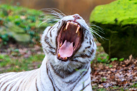 Close up portrait of a beautiful white Bengal tiger Panthera Tigris yawningの写真素材