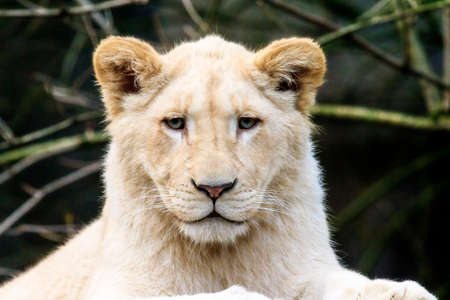 Close up portrait of a very cute white lion cup Panthera leoの写真素材