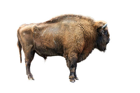 The European bison Bison bonasus, also known as wisent, isolated on whiteの写真素材