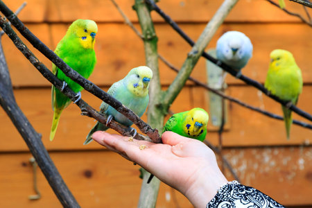 The budgerigar Melopsittacus undulatus also known as common pet parakeet or budgie