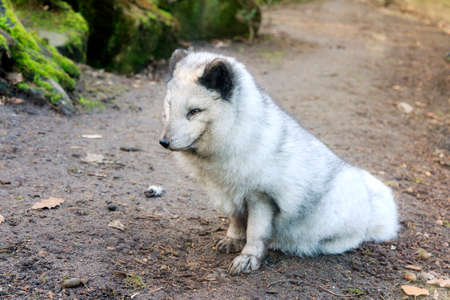 The Arctic fox Vulpes lagopus, also known as the white fox, polar fox, or snow foxの写真素材