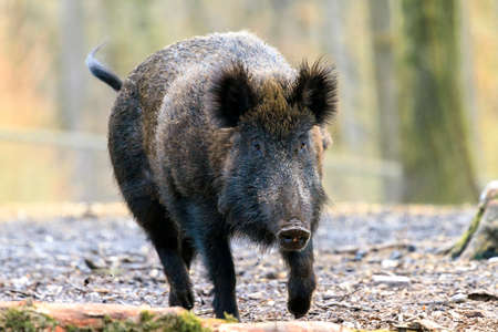 Beautiful wild boar Sus Scrofa in national park Het Aardhuis at the Hoge Veluwe in the Netherlandsの写真素材