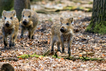 Beautiful wild boars Sus Scrofa in national park Het Aardhuis at the Hoge Veluwe in the Netherlandsの写真素材