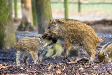 Beautiful wild boars Sus Scrofa in national park Het Aardhuis at the Hoge Veluwe in the Netherlandsの写真素材