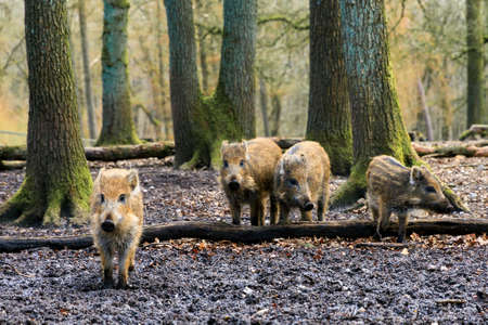 Beautiful wild boars Sus Scrofa in national park Het Aardhuis at the Hoge Veluwe in the Netherlandsの写真素材
