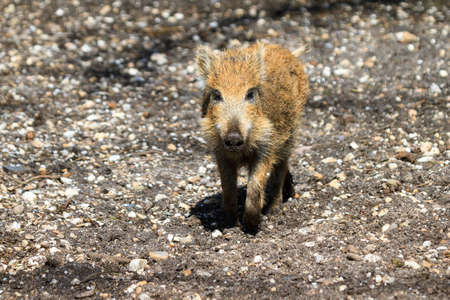 Beautiful wild boar Sus Scrofa in national park Het Aardhuis at the Hoge Veluwe in the Netherlandsの写真素材