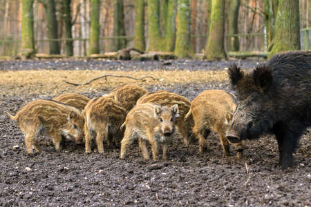 Beautiful wild boars Sus Scrofa in national park Het Aardhuis at the Hoge Veluwe in the Netherlandsの写真素材