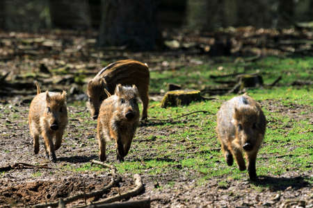 Beautiful wild boars Sus Scrofa in national park Het Aardhuis at the Hoge Veluwe in the Netherlandsの写真素材