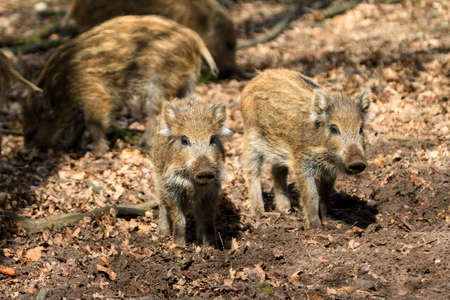 Beautiful wild boars Sus Scrofa in national park Het Aardhuis at the Hoge Veluwe in the Netherlandsの写真素材