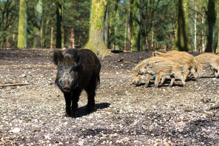 Beautiful wild boars Sus Scrofa in national park Het Aardhuis at the Hoge Veluwe in the Netherlandsの写真素材