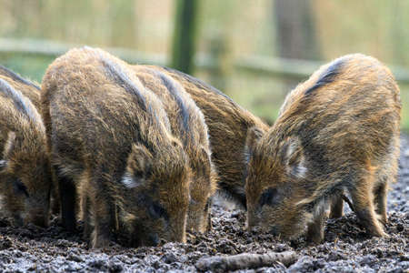 Beautiful wild boars Sus Scrofa in national park Het Aardhuis at the Hoge Veluwe in the Netherlandsの写真素材