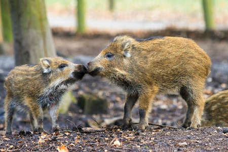 Beautiful wild boars Sus Scrofa in national park Het Aardhuis at the Hoge Veluwe in the Netherlandsの写真素材