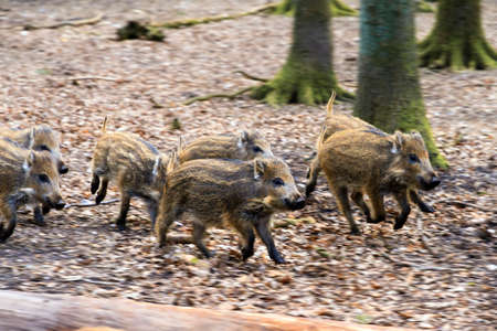 Beautiful wild boars Sus Scrofa in national park Het Aardhuis at the Hoge Veluwe in the Netherlandsの写真素材