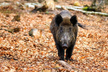 Beautiful wild boar Sus Scrofa in national park Het Aardhuis at the Hoge Veluwe in the Netherlandsの写真素材