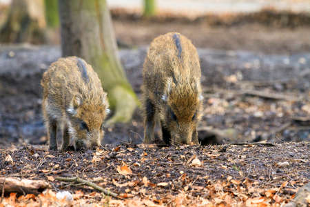 Beautiful wild boars Sus Scrofa in national park Het Aardhuis at the Hoge Veluwe in the Netherlandsの写真素材