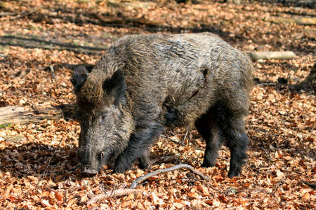 Beautiful wild boar Sus Scrofa in national park Het Aardhuis at the Hoge Veluwe in the Netherlandsの写真素材
