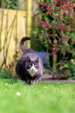 Beautiful fat obese kitty cat on a diet working out in the garden to lose some weightの写真素材