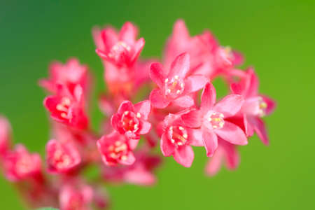 Beautiful small pink flowers against a green background in the garden in springの写真素材