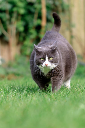 Beautiful fat obese kitty cat on a diet working out in the garden to lose some weight