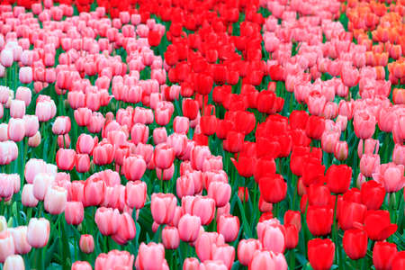Close up of beautiful tulips in spring in the Netherlandsの写真素材