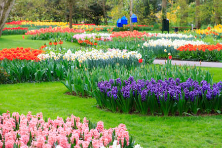 Beautiful tulips, hyacinths, daffodils and other flowers in spring in the Keukenhof in the Netherlandsのeditorial素材
