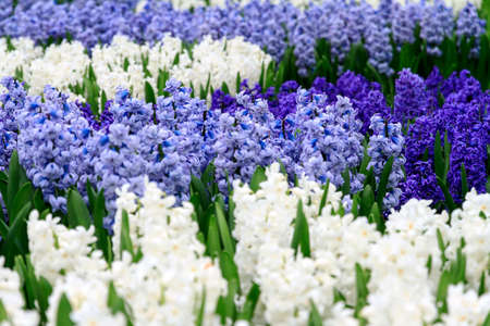 Close up of beautiful blue and white hyacinths in spring in the Netherlandsの写真素材