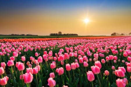 Beautiful colored tulip fields in the Netherlands in spring at sunsetの写真素材