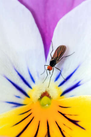 Close up of an Heartsease Viola tricolor flower in summer, with a small red-eyed dagger fly on itの写真素材