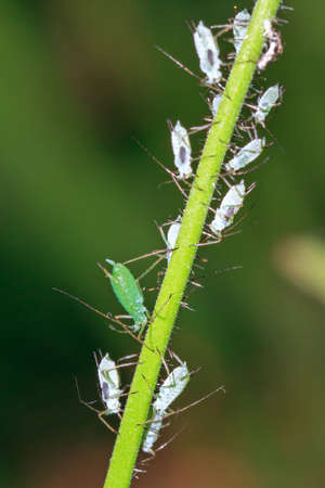Pea Aphids Acyrthosiphon pisum, or plant lice, on the voice of a plant in the gardenの写真素材