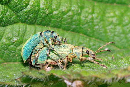Nettle Weevils Phyllobius pomaceus getting it on in spring in the gardenの写真素材