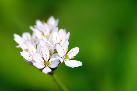 Beautiful white flowers with a pink stripe against a green natural background