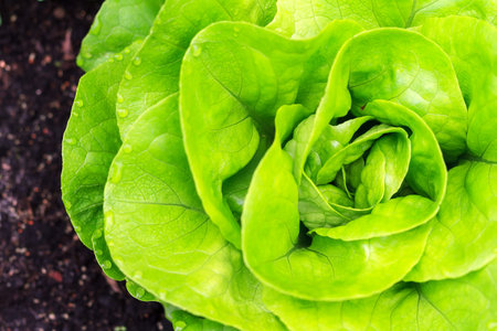 Beautiful close up of fresh and green home-grown Butterhead lettuce Lactuca sativa in the gardenの写真素材