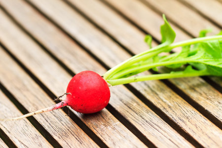 Harvested Radish Raphanus sativus, home-grown in the vegetable gardenの写真素材