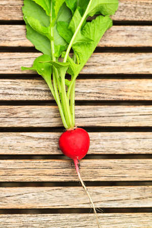 Harvested Radish Raphanus sativus, home-grown in the vegetable gardenの写真素材