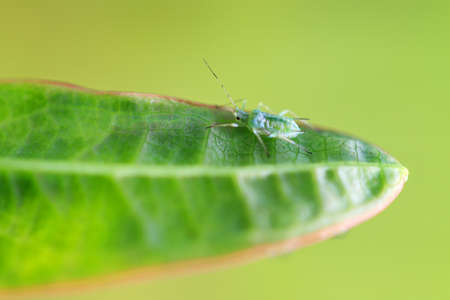 Single small Pea Aphid Acyrthosiphon pisum, or plant lice, on a leaf in the gardenの写真素材