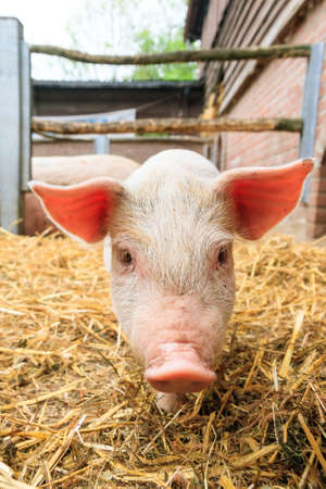 Cute baby piglet sus scrofa in strawの写真素材